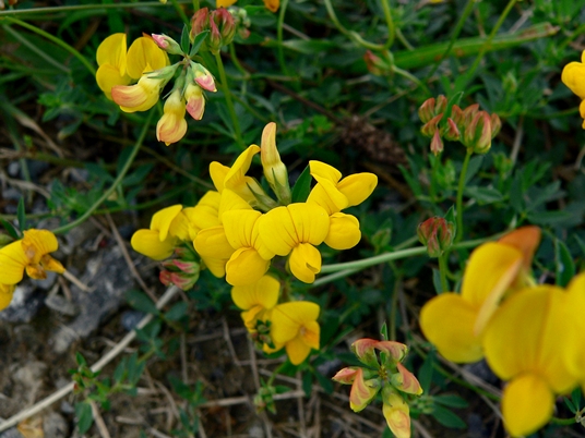 {Lotus corniculatus}